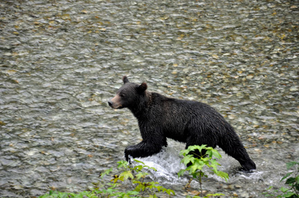 grizzly running upstream towards the bridge