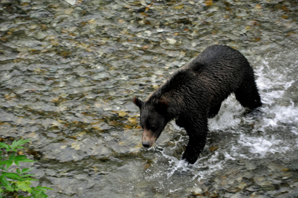 grizzly running upstream towards the bridge