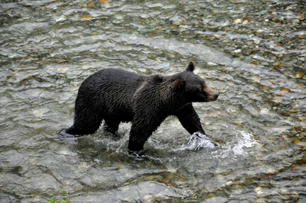 grizzly turns and runs downstream