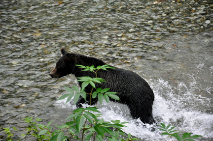 grizzly playing in river