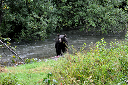 grizzly getting ready to eat the fish