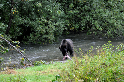 grizzly eats the fish