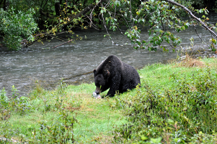 grizzly eats the fish