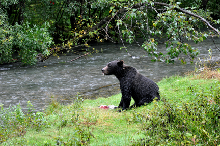 grizzly with fish hanging out of its mouth