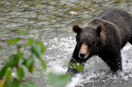 grizzly playing