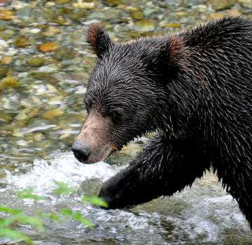 grizzly playing