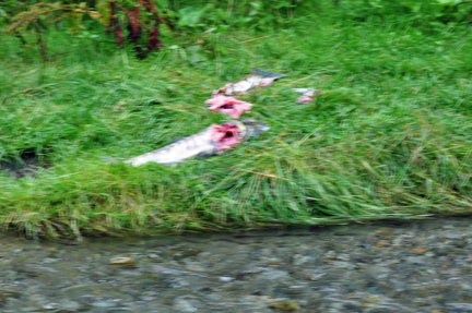 salmon on the banks, half eaten