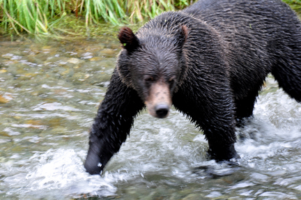 grizzly playing