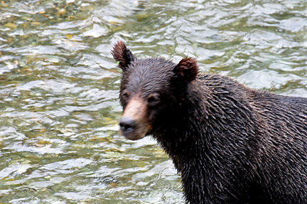 grizzly playing