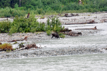 a bigger grizzly bear # 2 in the river upstream