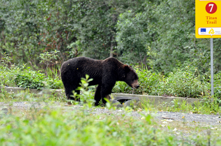 bear #3 by the roadside