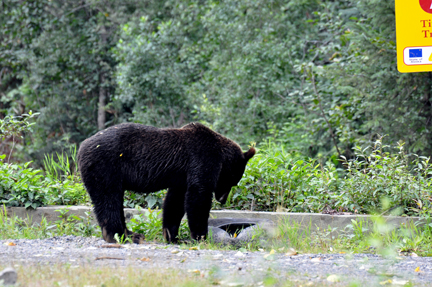 bear #3 by the roadside