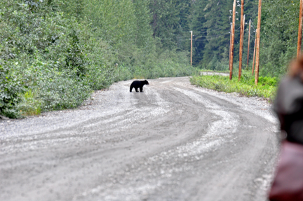 Bear #4 up the street