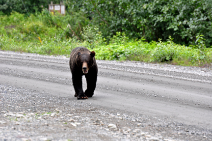 Bear #5 approaches the parking lot