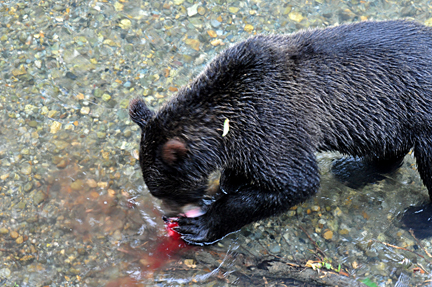 bear catches a fish