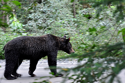 bear approaches the bridge