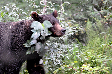 bear approaches the bridge