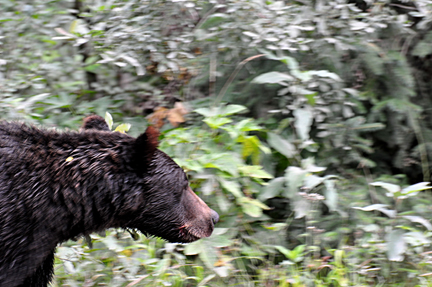 bear approaches the bridge