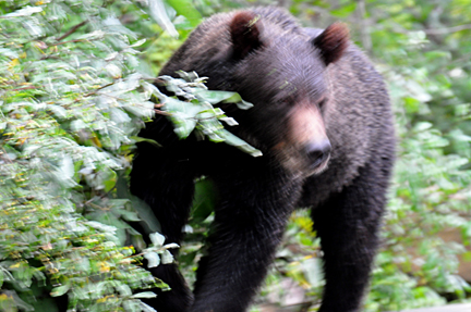 bear approaches the bridge