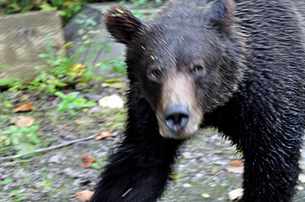 bear approaches the bridge