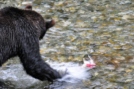grizzly catches another fish