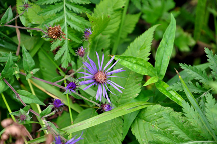 a flower in the campground