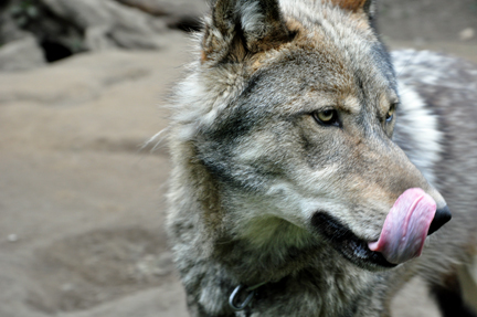 a wolf's tongue