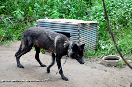 a  black wolf