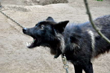 a  black wolf