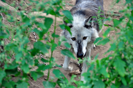 a wolf