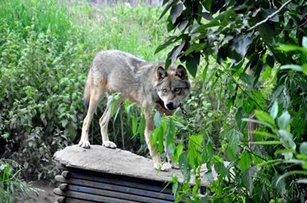a wolf on its wolf-house