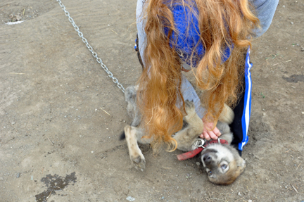 Karen Duquette plays with the wolf puppy