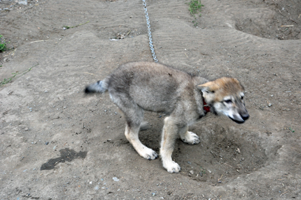 wolf puppy