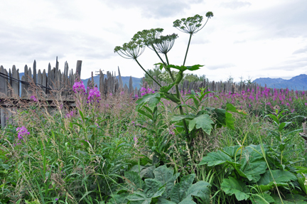 pretty wildflowers