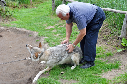 Lee massages a wolf