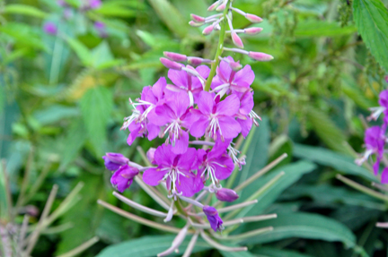 pretty wildflowers