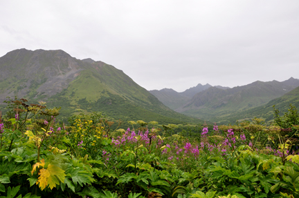 mountains and wildflowers