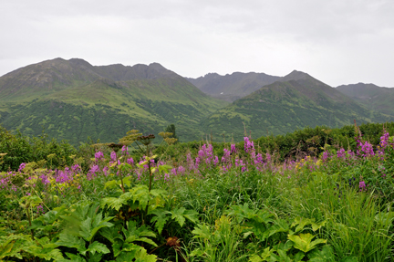 mountains and wildflowers