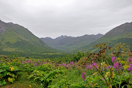 mountains and wildflowers