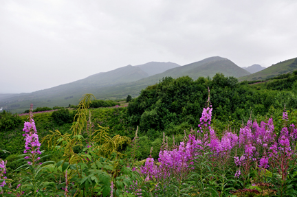 mountains and wildflowers