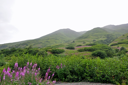 mountains and wildflowers