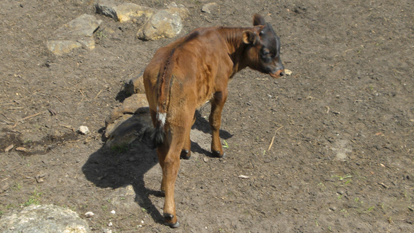 calf