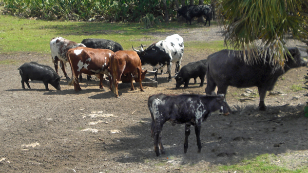 cows and a pig