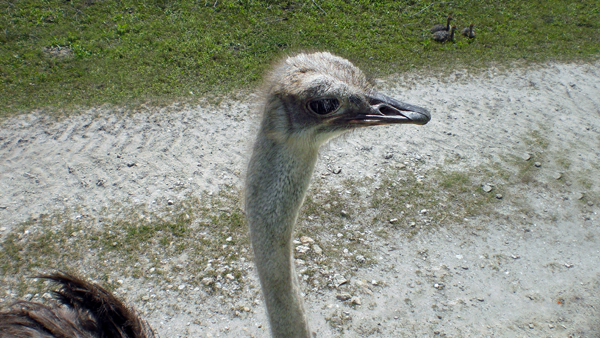 ostrich