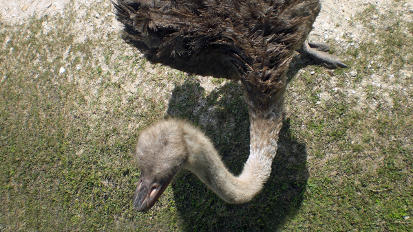 ostrich