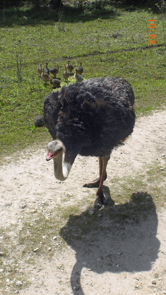 ostrich