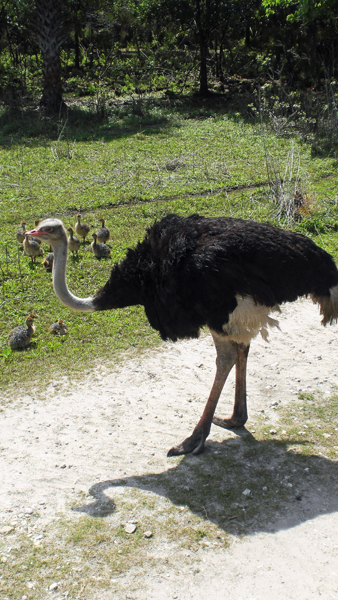 ostrich