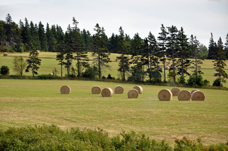 hay barrels