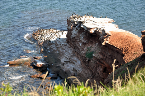 birds at Orby Head