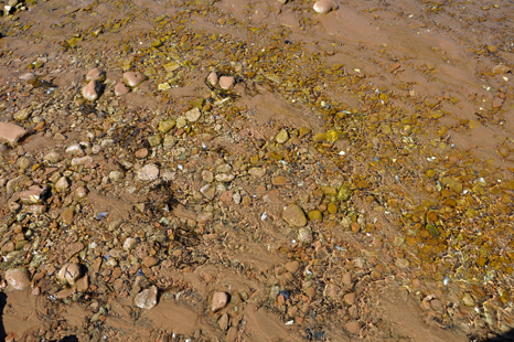 Crystal clear water at Rollings Pond 